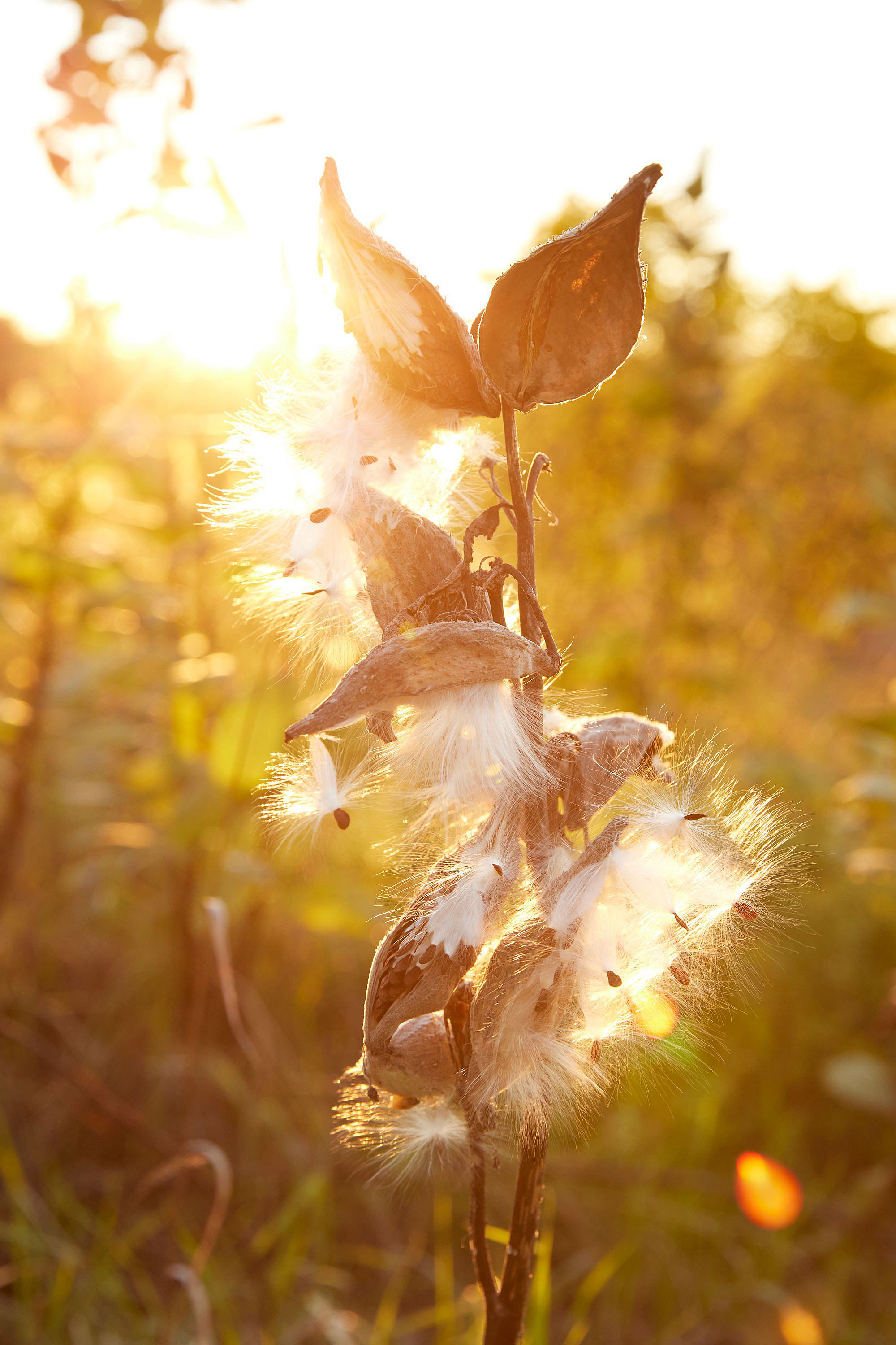 INNESS Flowers and Plants
